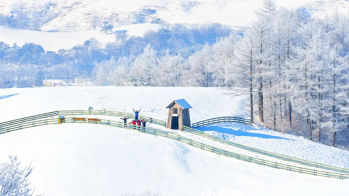 Daegwallyeong Sheep Farm blanketed in snow. Photo: Telltrip